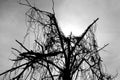 Dead tree stands alone at dusk against a background of clouds Royalty Free Stock Photo