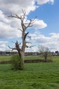 Dead tree still standing in the countryside Royalty Free Stock Photo