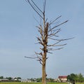 dead tree, but still standing in the middle of the rice field Royalty Free Stock Photo