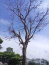 Dead tree still standing strong