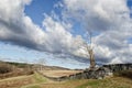 Dead Tree and Stone Wall Royalty Free Stock Photo