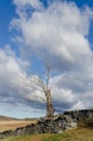 Dead Tree and Stone Wall Vertical Royalty Free Stock Photo