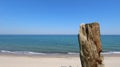 Dead tree stump on the beach Royalty Free Stock Photo