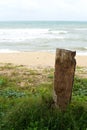 Dead tree stump on the beach in south china sea - Image Royalty Free Stock Photo