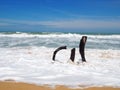 Dead tree stump on beach with white soft sea foam wave and brown sand on beach in sunny day blue sky. Royalty Free Stock Photo