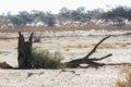 Kgalagadi transfrontier park, South Africa