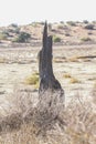 Kgalagadi transfrontier park, South Africa