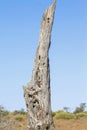 Dead tree in Nossob dry riverbed