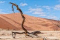 Dead tree stump, with sand dune backdrop, at Deadvlei Royalty Free Stock Photo