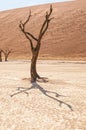 Dead tree stump, with sand dune backdrop, at Deadvlei Royalty Free Stock Photo