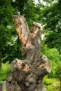 Dead tree stump trunk against green young trees. Perseverance and standing up concept. Tall damage dry wood branches against Royalty Free Stock Photo