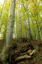 Dead Tree Stumps in Autumn Woods Royalty Free Stock Photo