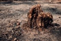 Dead tree stumps become termite nests Royalty Free Stock Photo