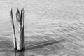 Dead Tree stumps in Lake Black and White Royalty Free Stock Photo