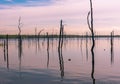 Dead Tree Stumps in a Lake