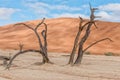 Dead tree stumps, with sand dune backdrop, at Deadvlei Royalty Free Stock Photo