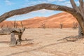 Dead tree stumps, with sand dune backdrop, at Deadvlei Royalty Free Stock Photo