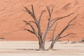 Dead tree stumps, with sand dune backdrop, at Deadvlei Royalty Free Stock Photo