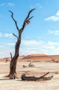 Dead tree stumps, with sand dune backdrop, at Deadvlei Royalty Free Stock Photo