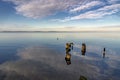 Dead tree stumps In the water Royalty Free Stock Photo