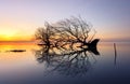 Dead tree and sun and sea and sky Royalty Free Stock Photo