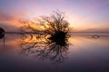 Dead tree and sun and sea and sky Royalty Free Stock Photo