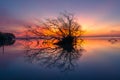 Dead tree and sun and sea and sky Royalty Free Stock Photo