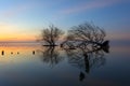 Dead tree and sun and sea and sky Royalty Free Stock Photo