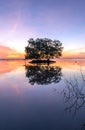 Dead tree and sun and sea and sky and tree Royalty Free Stock Photo