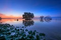 Dead tree and sun and sea and sky and tree Royalty Free Stock Photo