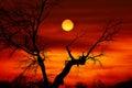 Dead tree sunset Royalty Free Stock Photo