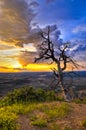 Dead Tree at Sunset Royalty Free Stock Photo