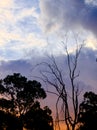 Dead tree sunset Royalty Free Stock Photo