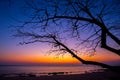 Dead tree at sunset beach Royalty Free Stock Photo