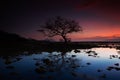 Dead tree at sunset beach Royalty Free Stock Photo