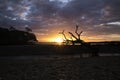 Dead Tree and Sunset at Beach Royalty Free Stock Photo