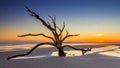 Dead tree sunset Royalty Free Stock Photo