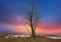 Dead tree on sunset sky background Royalty Free Stock Photo