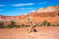 Dead tree surrounded by rock formations against a cloudy sky in Utah Royalty Free Stock Photo