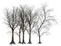 Dead Tree, Trees Illustration Isolated Royalty Free Stock Photo