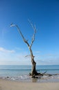 Dead tree on tropical beach