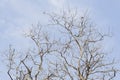 Dead tree trunk with branches shot against blue sky Royalty Free Stock Photo