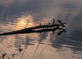 Dead tree trunk and branches in water, reflections, swamp lake, autumn Royalty Free Stock Photo