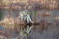 Dead tree trunk in the Canadian wild pond.