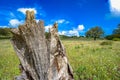 dead tree trunk in the foreground on the left side under green meadow and blue sky Royalty Free Stock Photo