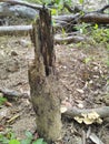 Dead tree trunk with hole inside it already rotten with termite all over the trunk at backside of my home Royalty Free Stock Photo