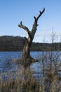 Dead tree trunk in the lake