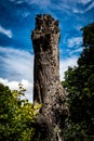 Dead tree trunk Royalty Free Stock Photo