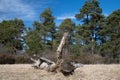 a dead tree trunk lies on dry grass. In the background coniferous trees against a blue sky with delicate clouds. The sun is Royalty Free Stock Photo