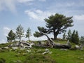 Dead tree trunk lying in patch of green grass in front of live trees